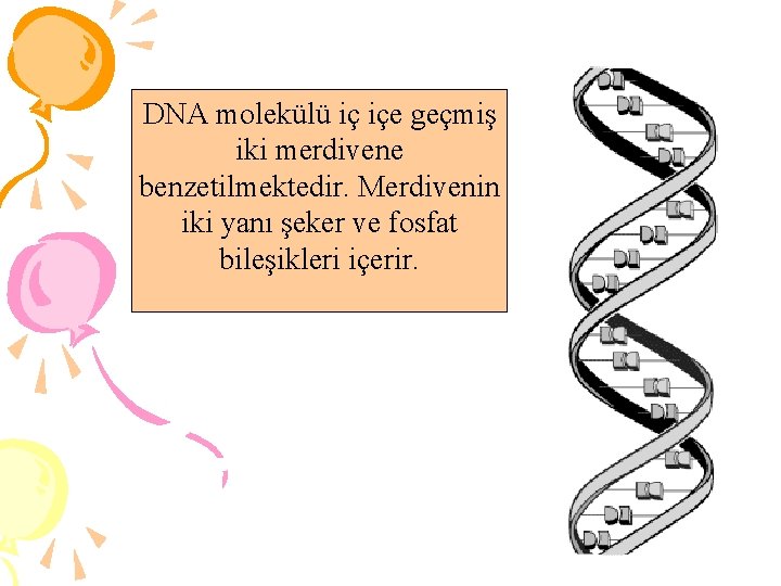 DNA molekülü iç içe geçmiş iki merdivene benzetilmektedir. Merdivenin iki yanı şeker ve fosfat