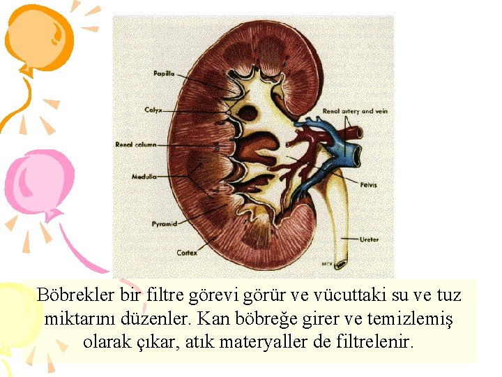 Böbrekler bir filtre görevi görür ve vücuttaki su ve tuz miktarını düzenler. Kan böbreğe