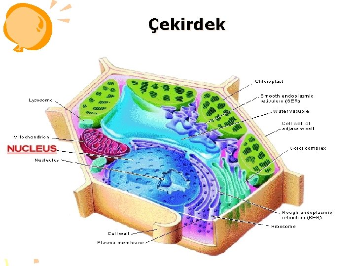 Çekirdek 