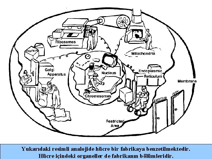 Yukarıdaki resimli analojide hücre bir fabrikaya benzetilmektedir. Hücre içindeki organeller de fabrikanın bölümleridir. 