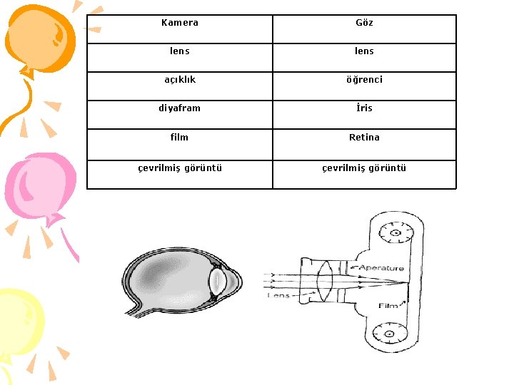 Kamera Göz lens açıklık öğrenci diyafram İris film Retina çevrilmiş görüntü 