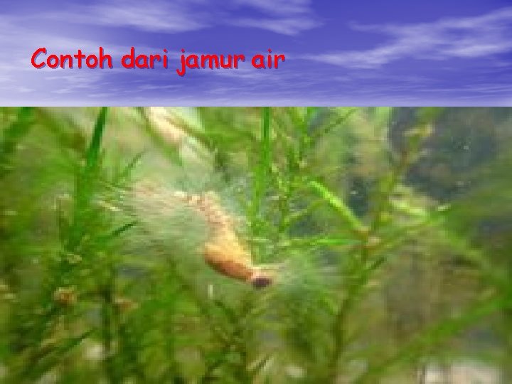 Contoh dari jamur air 