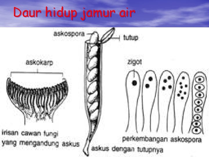 Daur hidup jamur air 