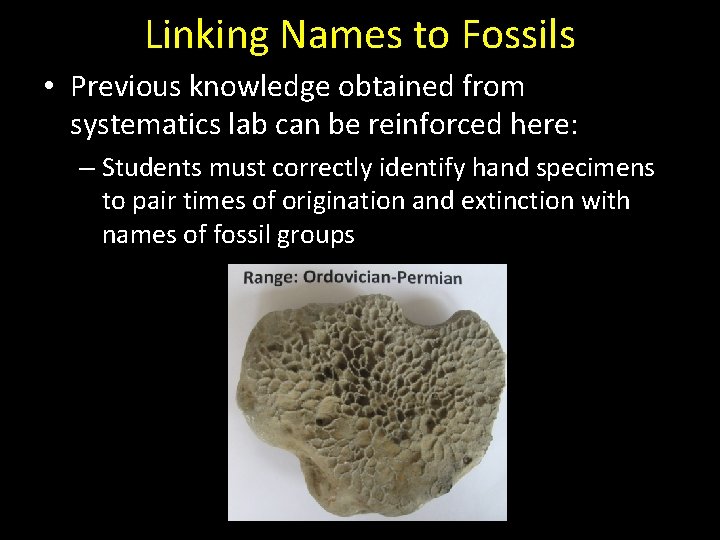 Linking Names to Fossils • Previous knowledge obtained from systematics lab can be reinforced