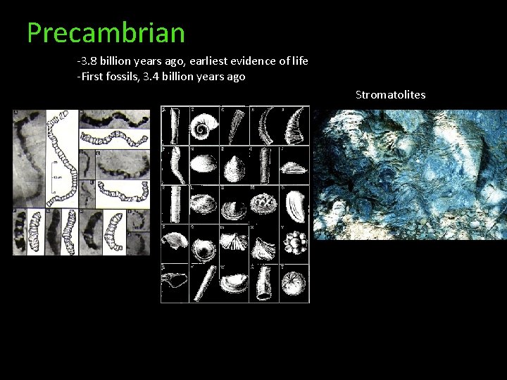 Precambrian -3. 8 billion years ago, earliest evidence of life -First fossils, 3. 4