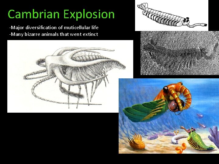 Cambrian Explosion -Major diversification of muticellular life -Many bizarre animals that went extinct 