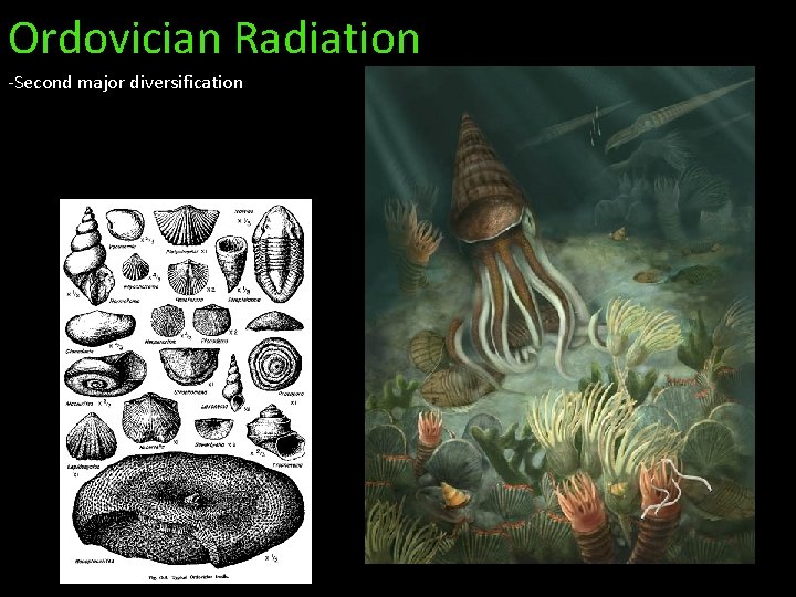 Ordovician Radiation -Second major diversification 