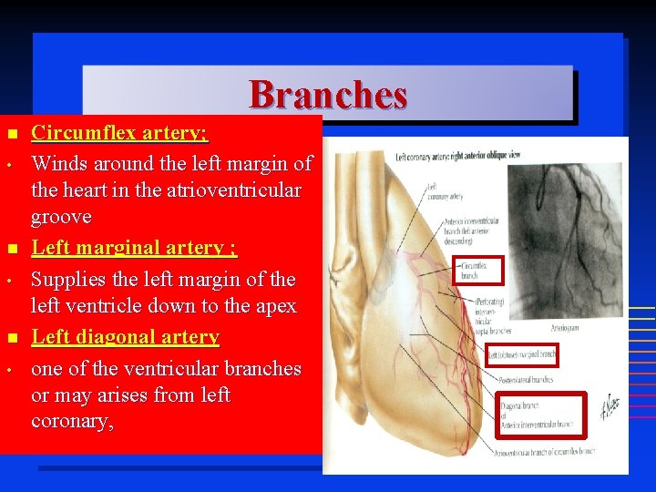 Branches • • • Circumflex artery; Winds around the left margin of the heart