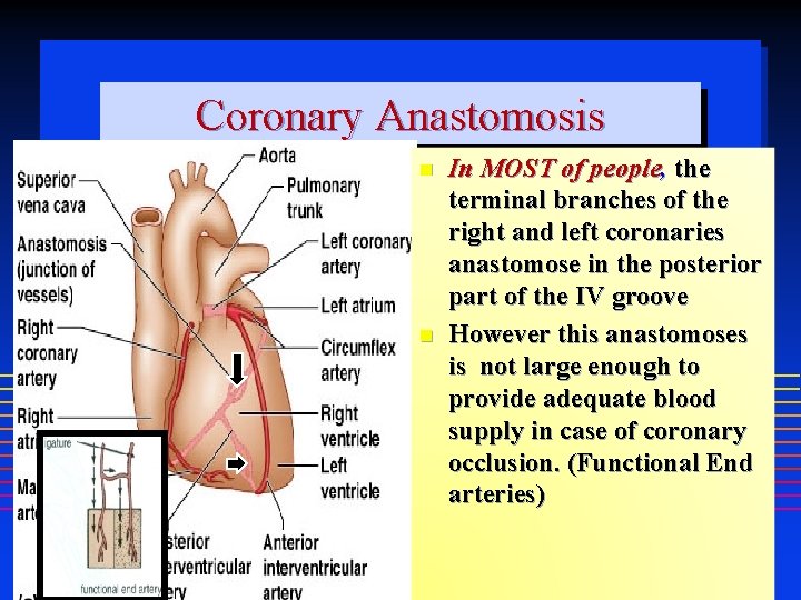 Coronary Anastomosis In MOST of people, the terminal branches of the right and left