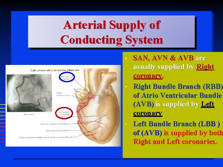 Arterial Supply of Conducting System § § § SAN, AVN & AVB are usually