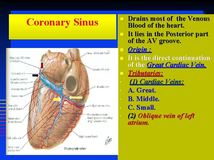 Coronary Sinus • • • Drains most of the Venous Blood of the heart.