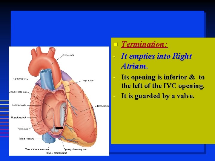  • • • Termination: It empties into Right Atrium. Its opening is inferior