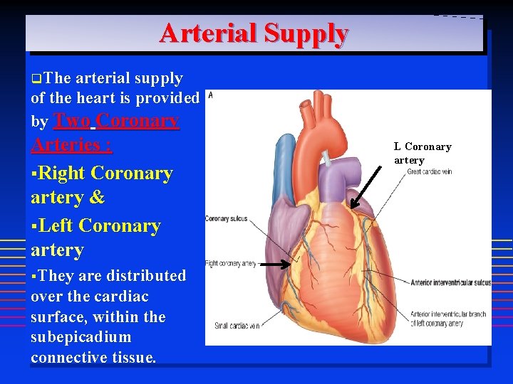 Arterial Supply q. The arterial supply of the heart is provided by Two Coronary