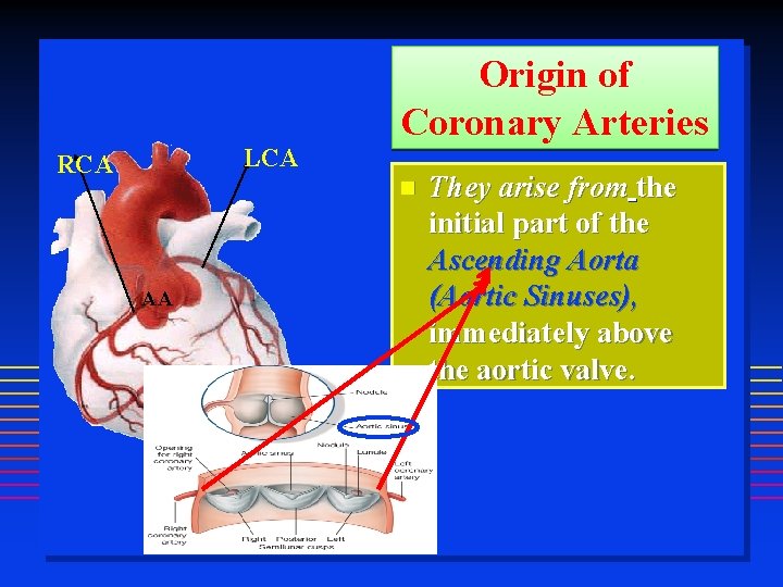 Origin of Coronary Arteries LCA RCA AA They arise from the initial part of