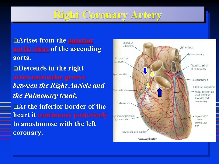 Right Coronary Artery q. Arises from the anterior aortic sinus of the ascending aorta.