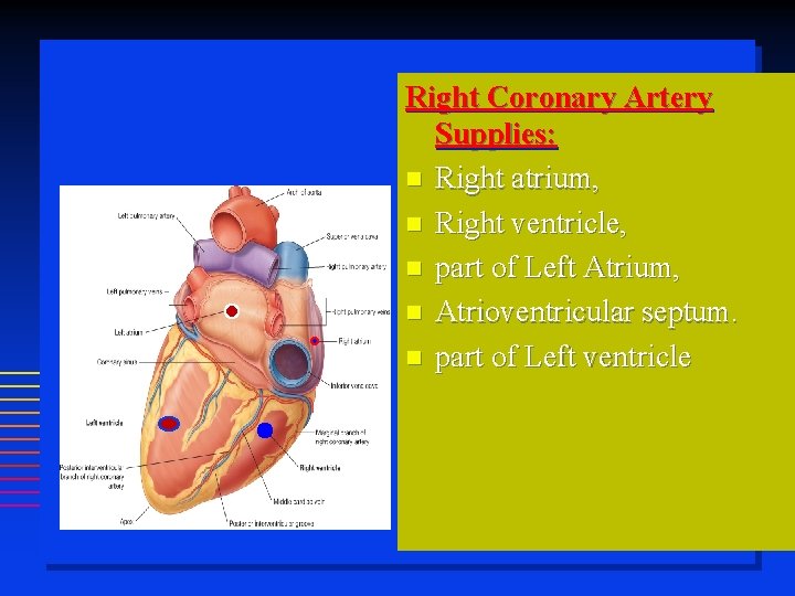 Right Coronary Artery Supplies: Right atrium, Right ventricle, part of Left Atrium, Atrioventricular septum.