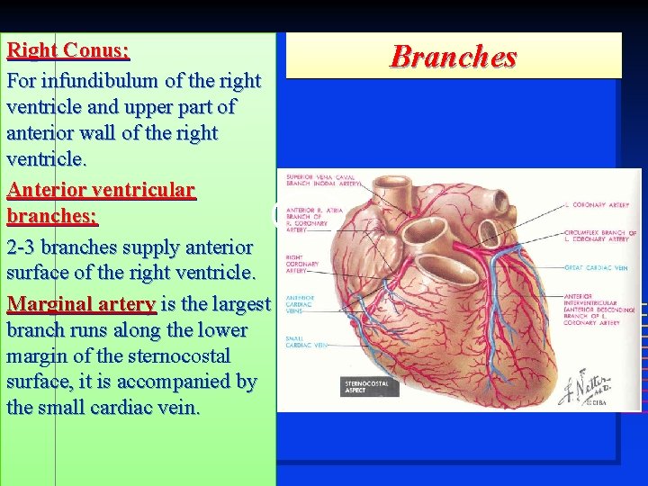 Right Conus; For infundibulum of the right ventricle and upper part of anterior wall