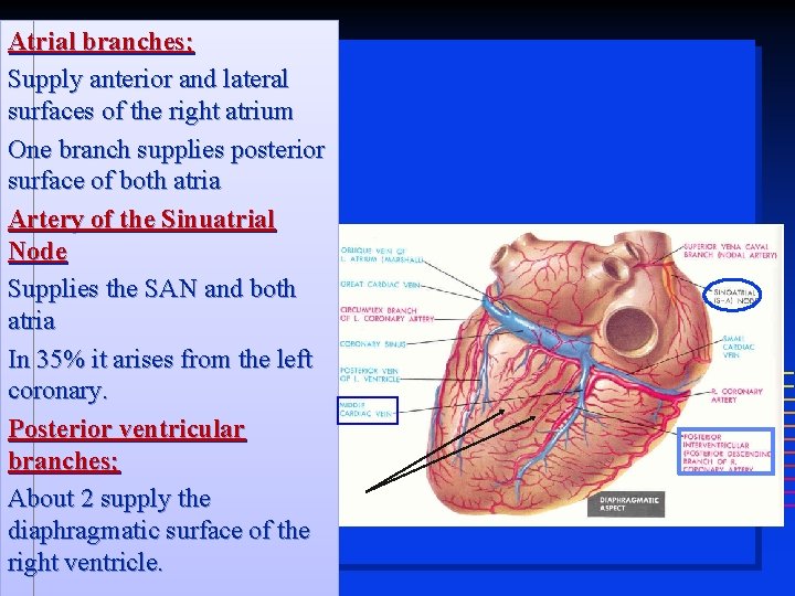 Atrial branches; Supply anterior and lateral surfaces of the right atrium One branch supplies