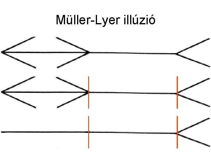 Müller-Lyer illúzió Müller-Lyer illúzió