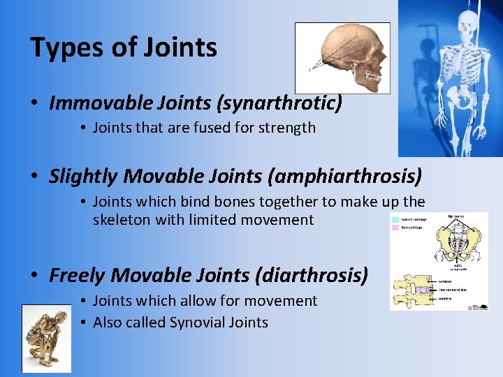 Types of Joints • Immovable Joints (synarthrotic) • Joints that are fused for strength