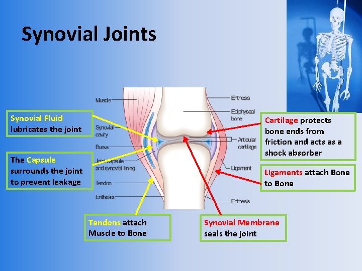 Synovial Joints Synovial Fluid lubricates the joint Cartilage protects bone ends from friction and