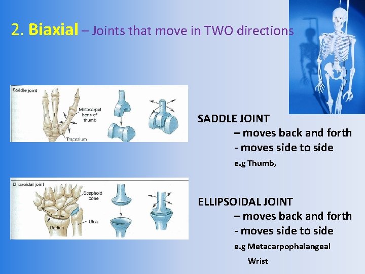 2. Biaxial – Joints that move in TWO directions SADDLE JOINT – moves back