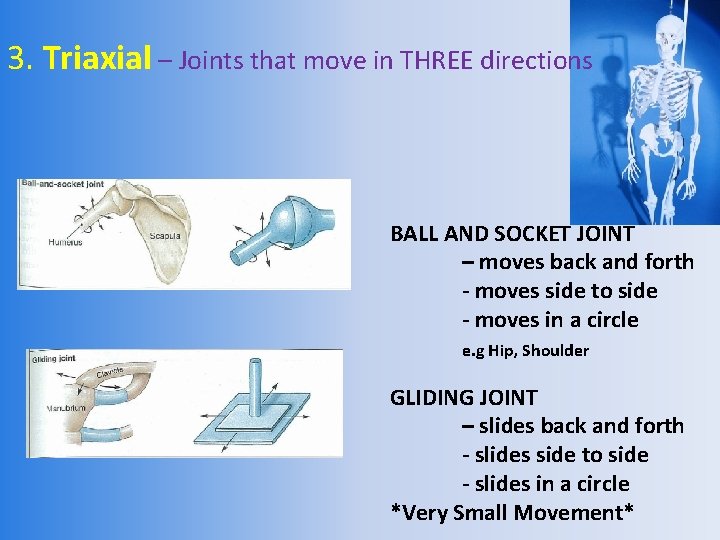 3. Triaxial – Joints that move in THREE directions BALL AND SOCKET JOINT –