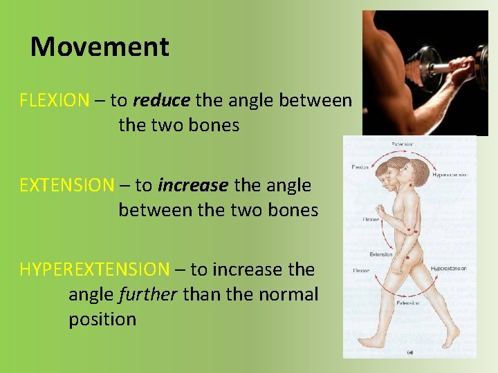 Movement FLEXION – to reduce the angle between the two bones EXTENSION – to