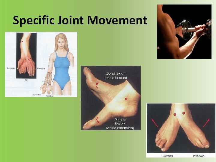 Specific Joint Movement 