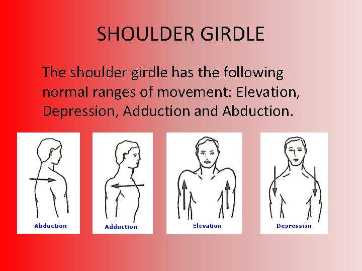 SHOULDER GIRDLE The shoulder girdle has the following normal ranges of movement: Elevation, Depression,