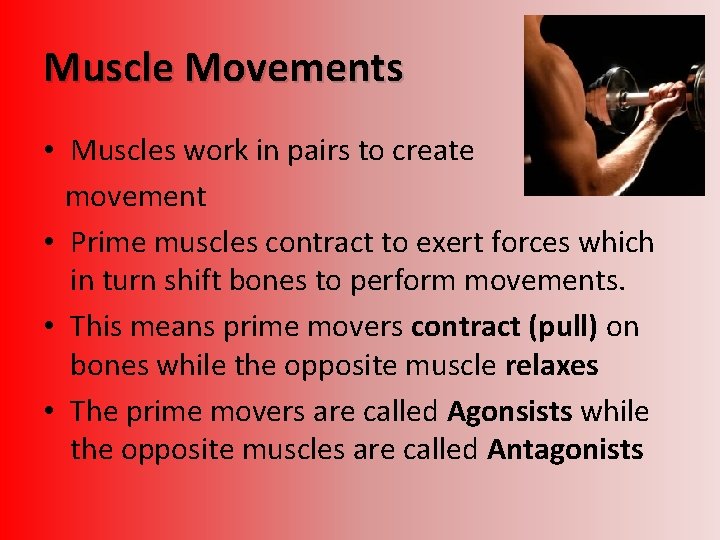 Muscle Movements • Muscles work in pairs to create movement • Prime muscles contract