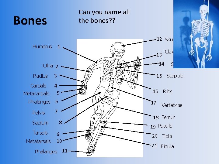 Can you name all the bones? ? Bones 12 Skull 1 Humerus 13 14