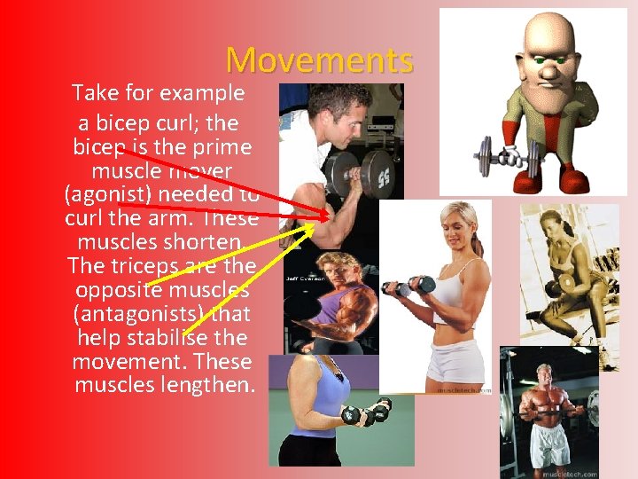 Bones Muscles Joints and Movement Anatomical Position Helps
