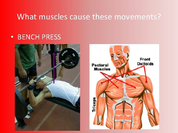 What muscles cause these movements? • BENCH PRESS 