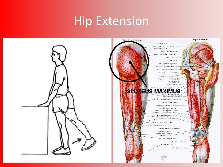 Hip Extension GLUTEUS MAXIMUS 