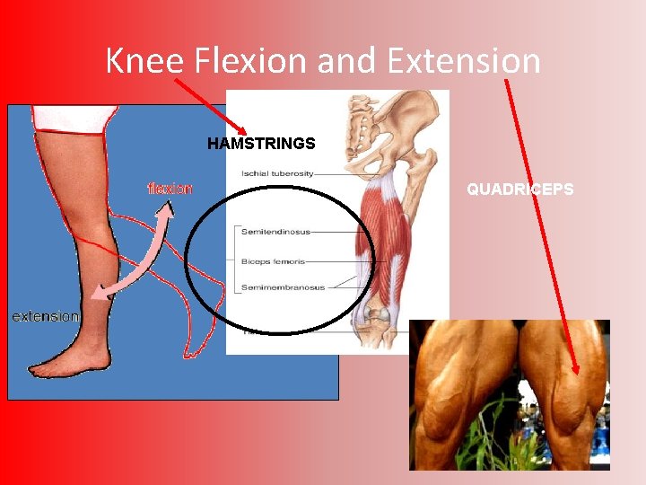 Knee Flexion and Extension HAMSTRINGS QUADRICEPS 
