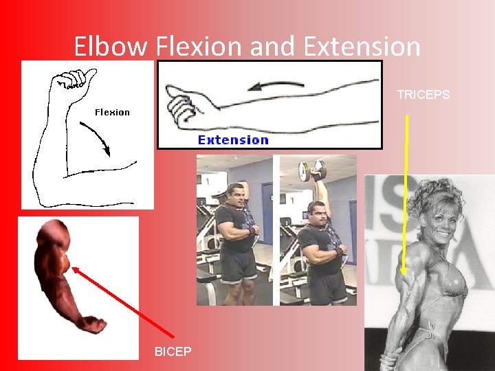 Elbow Flexion and Extension TRICEPS BICEP 