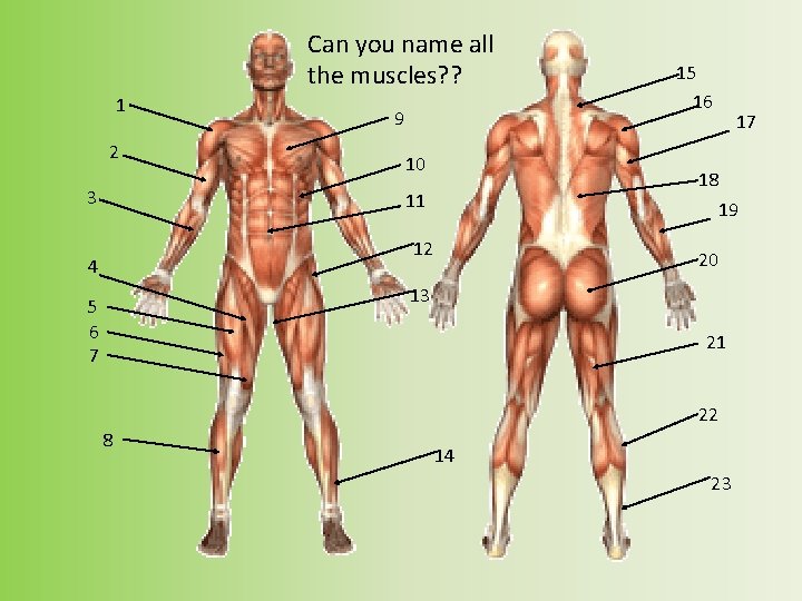 Can you name all the muscles? ? 1 2 3 9 10 17 18