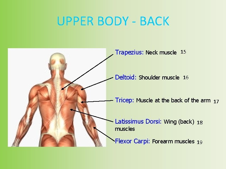 UPPER BODY - BACK Trapezius: Neck muscle 15 Deltoid: Shoulder muscle 16 Tricep: Muscle