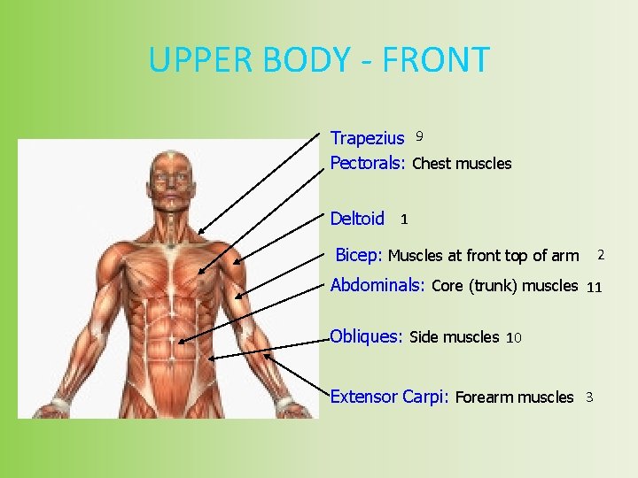 UPPER BODY - FRONT Trapezius 9 Pectorals: Chest muscles Deltoid 1 Bicep: Muscles at