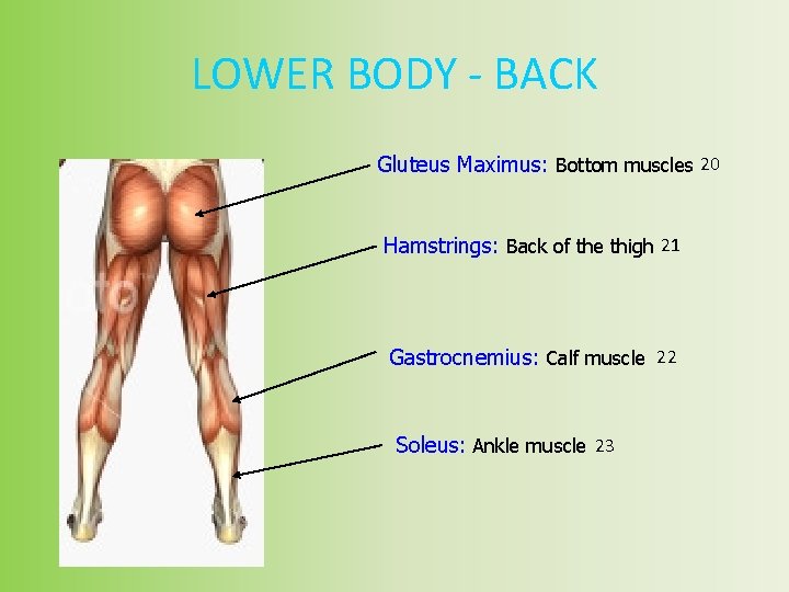 LOWER BODY - BACK Gluteus Maximus: Bottom muscles 20 Hamstrings: Back of the thigh