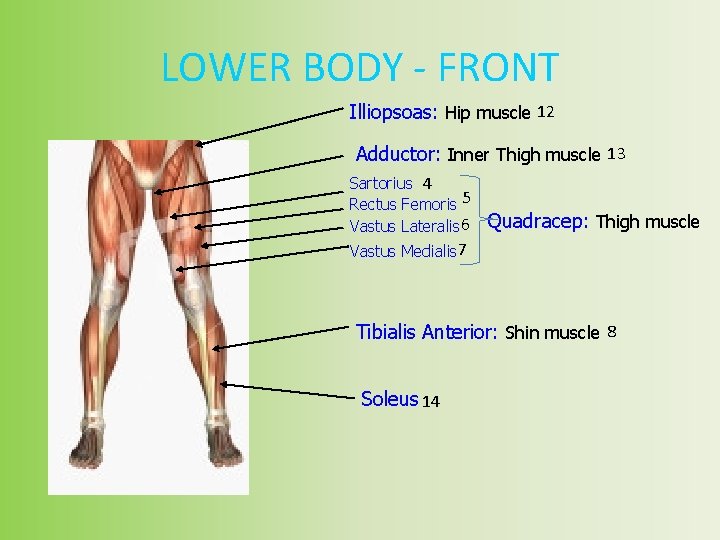 LOWER BODY - FRONT Illiopsoas: Hip muscle 12 Adductor: Inner Thigh muscle 13 Sartorius