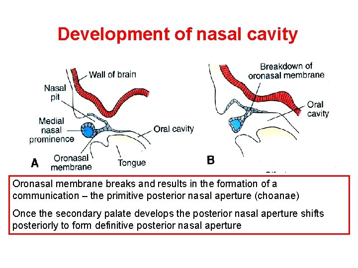 Development of nasal cavity Oronasal membrane breaks and results in the formation of a