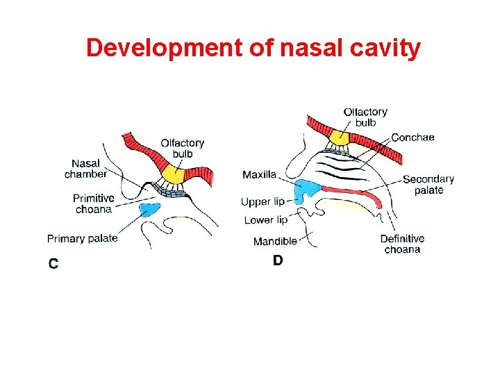 Development of nasal cavity 