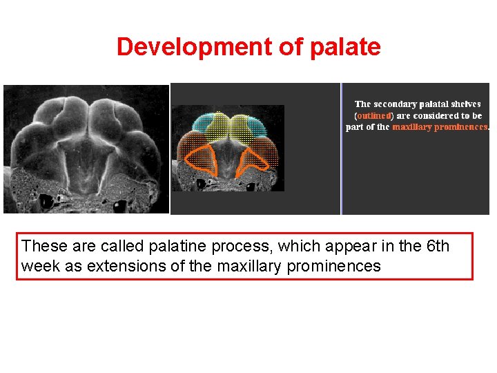 Development of palate These are called palatine process, which appear in the 6 th