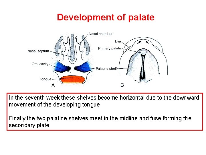 Development of palate In the seventh week these shelves become horizontal due to the