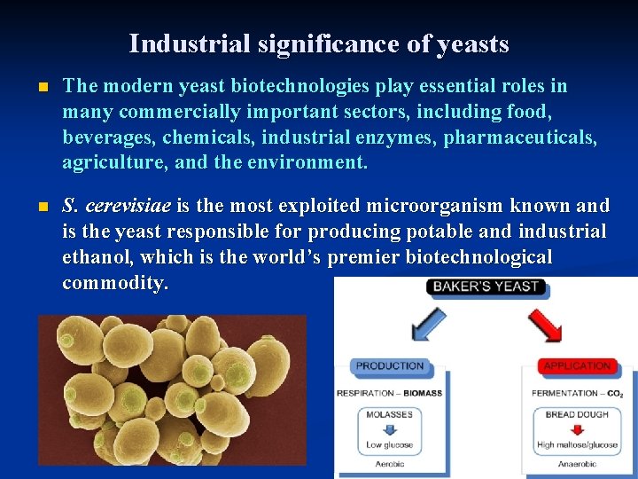 Industrial significance of yeasts n The modern yeast biotechnologies play essential roles in many