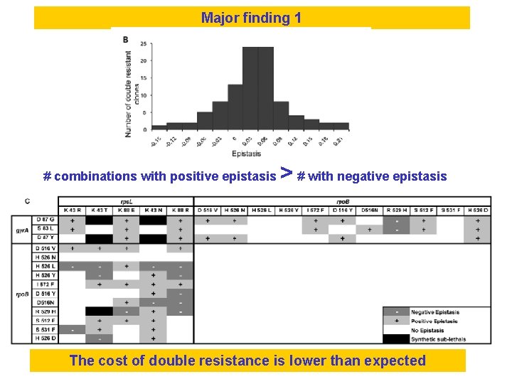 Major finding 1 # combinations with positive epistasis > # with negative epistasis The Major finding 1 # combinations with positive epistasis > # with negative epistasis The