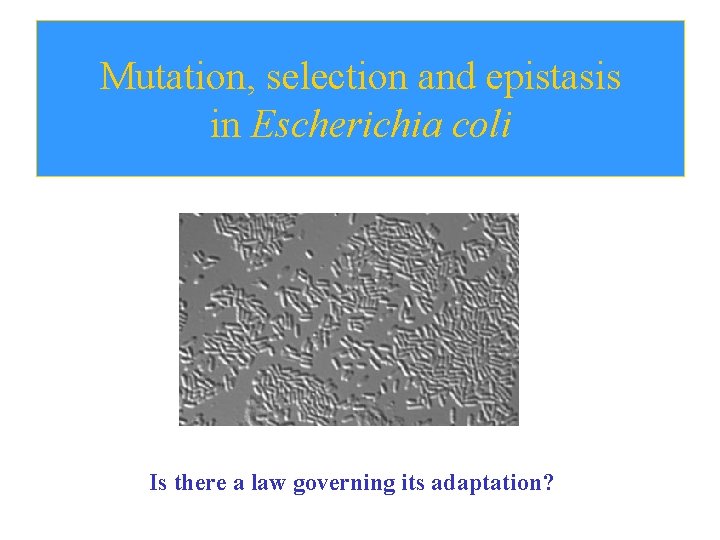 Mutation, selection and epistasis in Escherichia coli Is there a law governing its adaptation? Mutation, selection and epistasis in Escherichia coli Is there a law governing its adaptation?