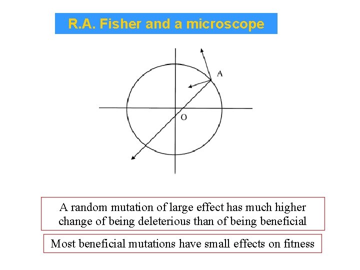 R. A. Fisher and a microscope A random mutation of large effect has much R. A. Fisher and a microscope A random mutation of large effect has much